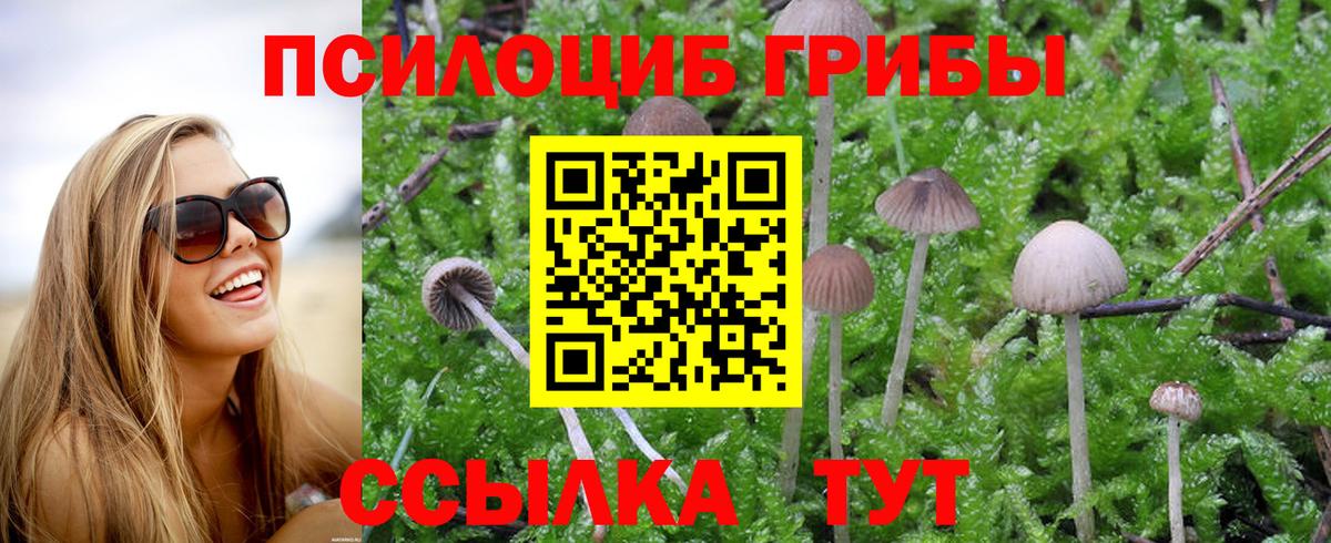 Асино  Псилоцибиновые грибы мицелий  купить наркоту  Вход с VPN 
